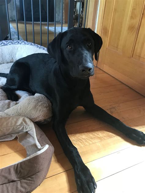 black lab 6 months|6 month old lab weight.